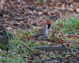 CardinalMF_K508571