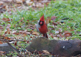 CardinalMF_K508580