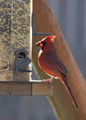 CardinalMF_K508960