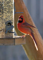 CardinalMF_K508962