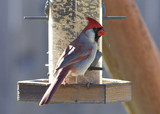 CardinalMF_K508971