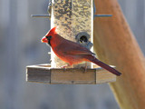 CardinalMF_K508974