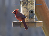 CardinalMF_K508977