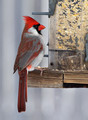 CardinalMF_K509647