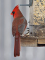 CardinalMF_K509662