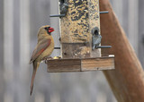 Cardinal_K509056