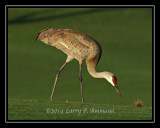 SandhillCrane1