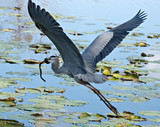 GreatBlueHeron1095