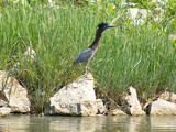 GreenHeron_K203546