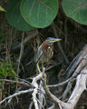 GreenHeron_K206660