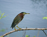 GreenHeron_K206667