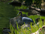 LittleBlueHeron_K204123