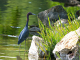 LittleBlueHeron_K204126