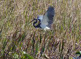 TricoloredHeron_K508209