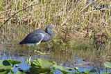 TricoloredHeron_K508232