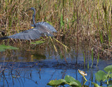 TricoloredHeron_K508269