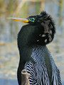 Anhinga_K201310