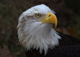 BaldEagle_K507549