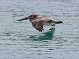 BrownPelicanBIF_K508011