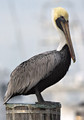 BrownPelican_K507886