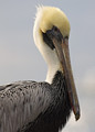 BrownPelican_K507924