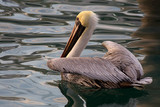 BrownPelican_K507963