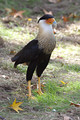 CrestedCaracara_K507567