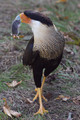 CrestedCaracara_K507582