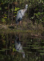 GreatBlueHeron_K507664