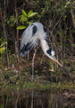 GreatBlueHeron_K507822