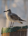 LaughingGull_K507927