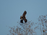 OspreyHawk_K507757