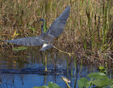 TricoloredHeron_K508268