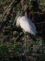 WoodStork_K103123