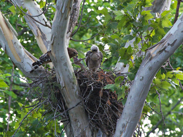 RedshoulderedHawkNest24