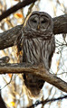 BarredOwl_K506789