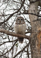 BarredOwl_K509475