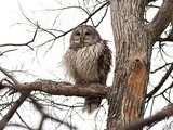 BarredOwl_K509482