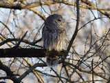 BarredOwl_K509744