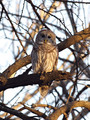 BarredOwl_K510518