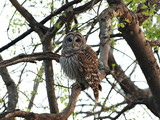 BarredOwl_K512485