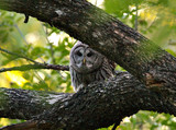 BarredOwl_K705633