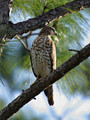 CoopersHawk_K103173