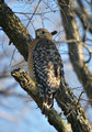 RedshoulderedHawk9133