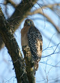 RedshoulderedHawk9141