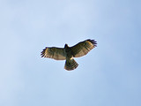 RedshoulderedHawk_K205506