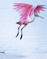 RoseateSpoonbill