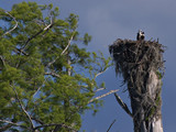 Osprey_K517519