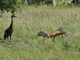 SandhillCrane_K517641