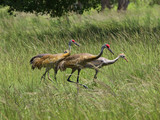 SandhillCrane_K517650